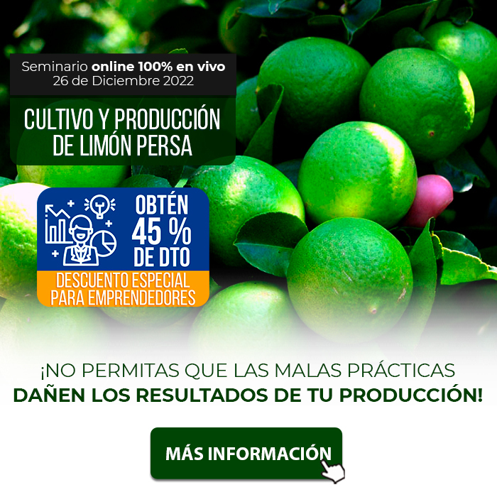 Limon-persa-4