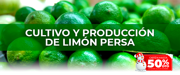 Cultivo-y-produccion-de-limon-persa